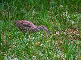 Corkscrew Swamp 012