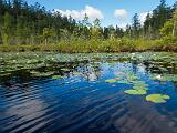 Weller Pond 005