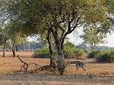 Zambia 046
