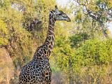Zambia 048