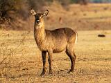 Zambia 064