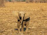 Zambia 079