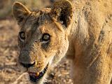 Zambia 080