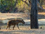 Zambia 098