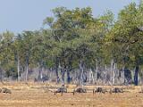 Zambia 109