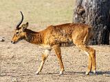 Zambia 130