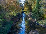 Foliage 003