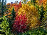 Foliage 005