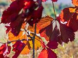 Foliage 011