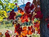Foliage 012