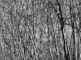 Stick Season 004