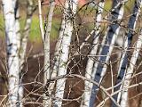 Stick Season 007