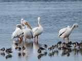 Ding Darling NWR 002