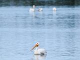 Ding Darling NWR 013