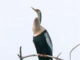 Ding Darling NWR 014