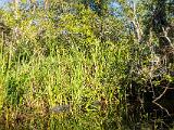 Turner River 004