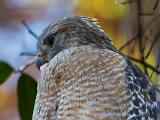 Birds 006