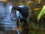 01-B Corkscrew Swamp