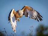 02-A Big Cypress
