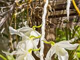 Garden 019