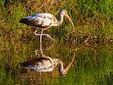 SWFL Day 014