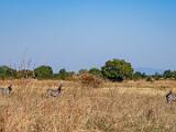 Africa 036