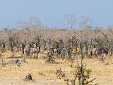 Africa 068