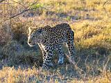 Africa 108