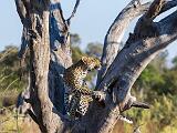 Africa 112
