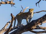 Africa 113