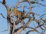 Africa 116