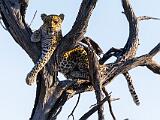 Africa 117