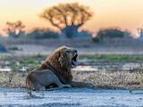 Africa 133