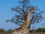 Africa 153