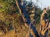 Africa 164