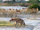 Africa 168