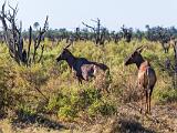 Africa 186
