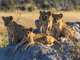 Africa 206