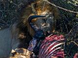 Africa 216
