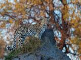 Africa 263