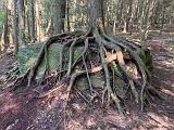 Hudson Valley 007 : America, American, Catskills, Hudson Valley, New York, Roots and Wood, Trees, USA, United States